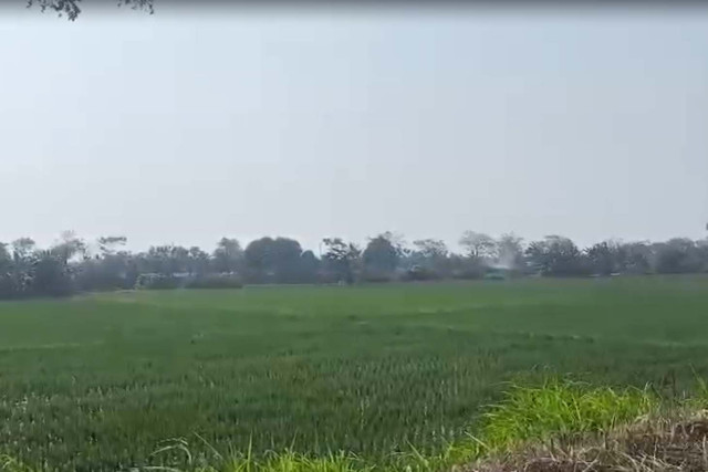 Sawah garapan Roni (58) petani asal Desa Laban, Kecamatan Tirtayasa, Kabupaten Serang, Banten seluas 1 hektar miliknya yang tergantung pada air yang berasal dari Sungai Ciujung sejak berpuluh-puluh tahun silam. Foto: Dok. Istimewa