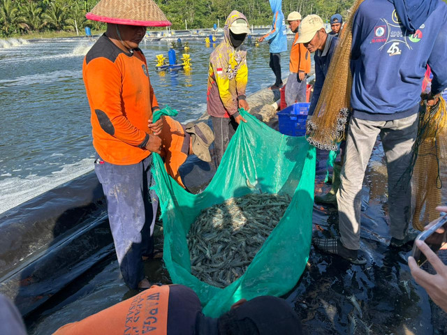 Para narapidana di Pulau Nusakambangan, Cilacap, Jawa Tengah saat memanen udang vaname, Sabtu (20/6/2026). Foto: Ryan Iqbal/kumparan