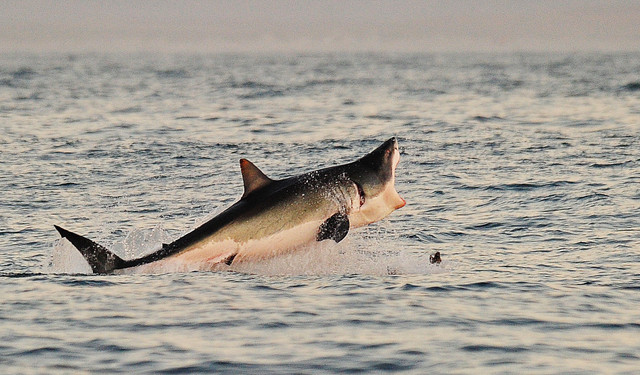 Seekor hiu putih besar melompat keluar dari air saat menggigit umpan anjing laut tiruan di dekat False Bay (4/7/2010). Foto: CARL DE SOUZA/AFP