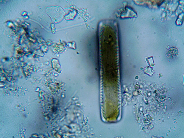 Ilustrasi protista hewan. Foto: Pexels