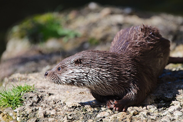 Ilustrasi Otter. Foto: commons.wikimedia.org