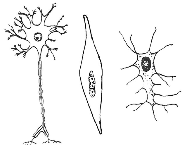 Ilustrasi Sel hewan. Foto: commons.wikimedia.org