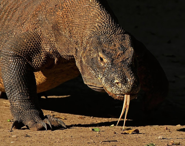 Ilustrasi komodo. Foto: commons.wikimedia.org