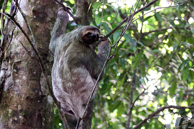 Ilustrasi Sloth. Foto: commons.wikimedia.org
