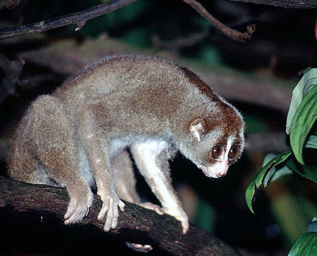 Ilustrasi Kukang. Foto: commons.wikimedia.org