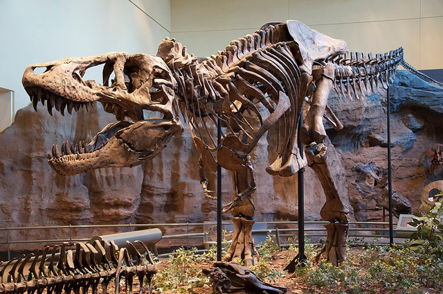 Ilustrasi T-Rex. Foto: commons.wikimedia.org