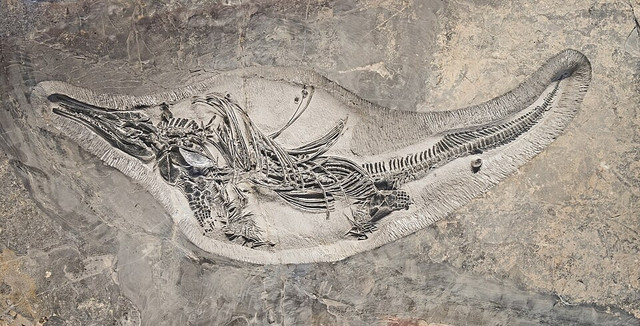 Ilustrasi Fossil. Foto: commons.wikimedia.org