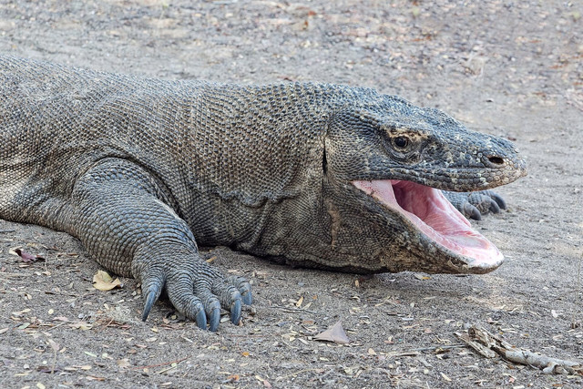 Komodo. Foto: Wikimedia Commons