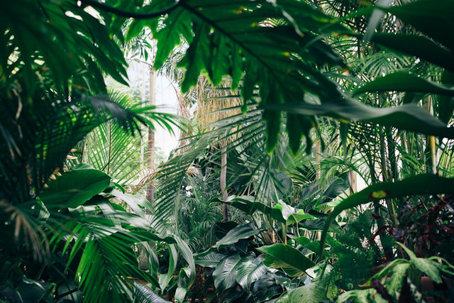 IlustrasiBagaimana cara serangga membantu proses penyerbukan. Foto: Unsplash/Chris Abney