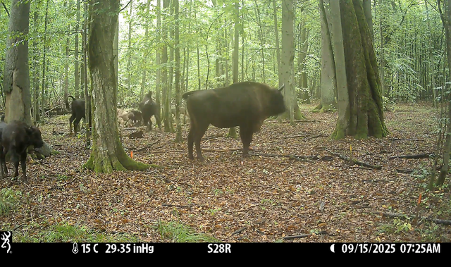 Momen serigala berburu bison terekam kamera jebakan di sebuah hutan kuno di Polandia. Foto: Ecology and Evolution