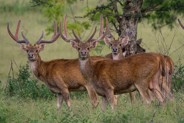 Rusa. Foto: Wikimedia Commons