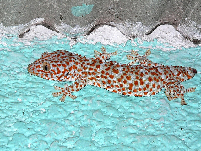 Ilustrasi hewan tokek,. Foto: commons.wikimedia.org