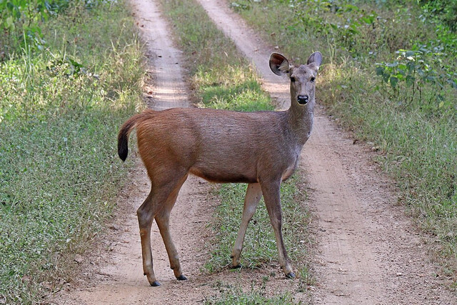 Ilustrasi Rusa sambar. Foto: commons.wikimedia.org