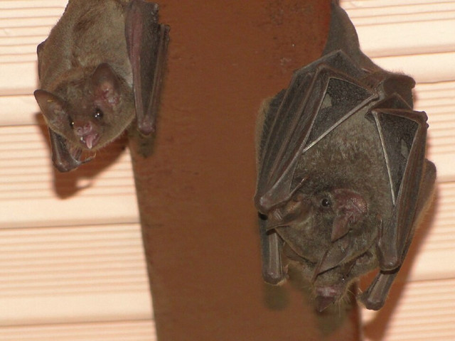 Ilustrasi Codot. Foto: commons.wikimedia.org