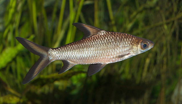 Ilustrasi Hewan Pisces. Foto: commons.wikimedia.org