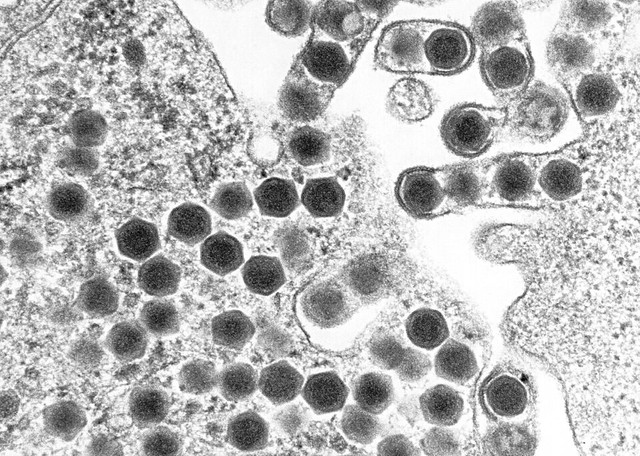 Ilustrasi Virus yang menyerang hewan. Foto: commons.wikimedia.org