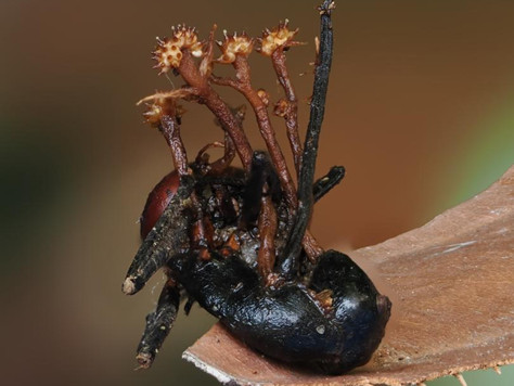 Spesies baru hiperparasit jamur zombie Pleurocordyceps cornusynnemata ditemukan di Pulau Kalimantan wilayah Sabah, Malaysia. Foto: Universiti Malaysia Sabah