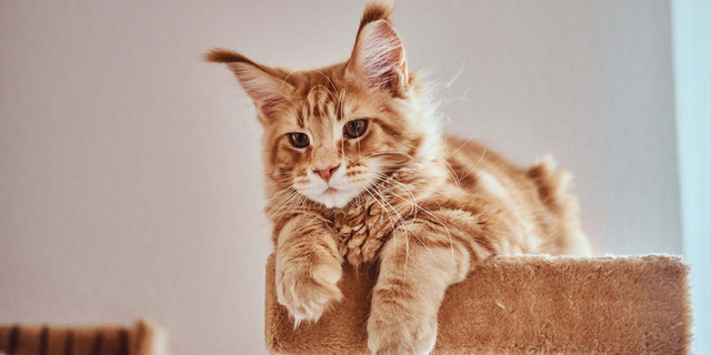 Kucing Maine Coon. Foto: magnific.com