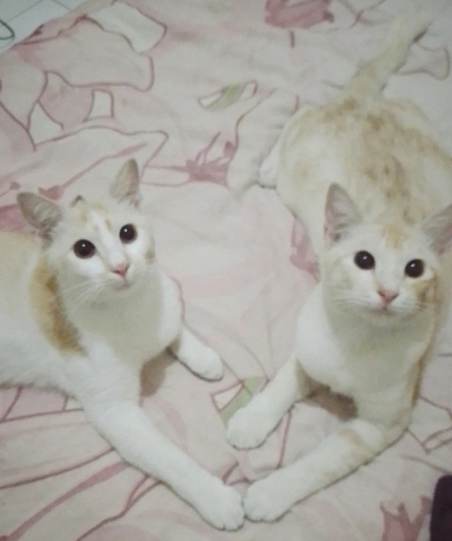 Ilustras Kucing Peliharaan (Sumber: Dokumentasi pribadi)
