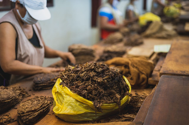 Ilustrasi membahas jadwal dividen Gudang Garam, produsen rokok tembakau. Foto: Pexels