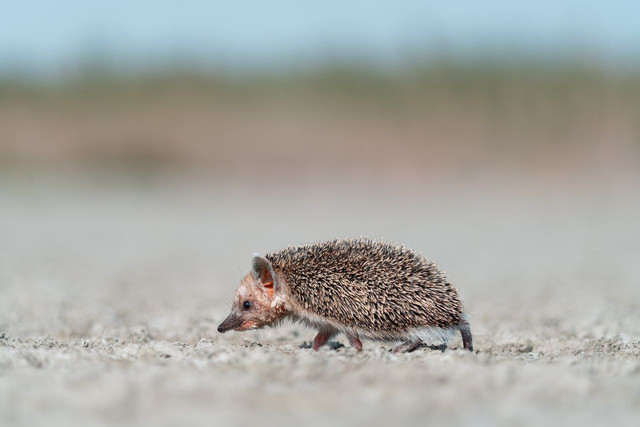 Ilustrasi hewan curut. Foto: Pexels