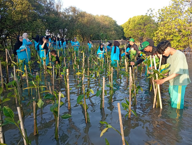 Mahasiswa Universitas 'Aisyiyah (UNISA) Yogyakarta menanam 1.500 pohon mangrove di kawasan Pantai Baros, Bantul, Sabtu, (20/6). Foto: Dok.Istimewa