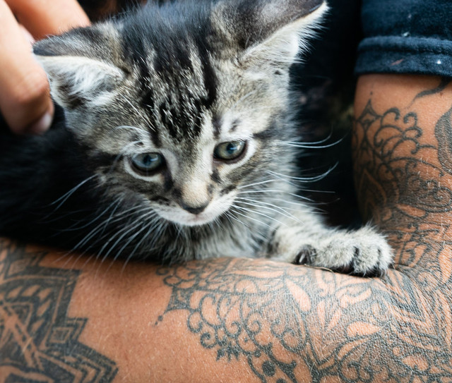 Seorang memanggul kucing foto by Pexels