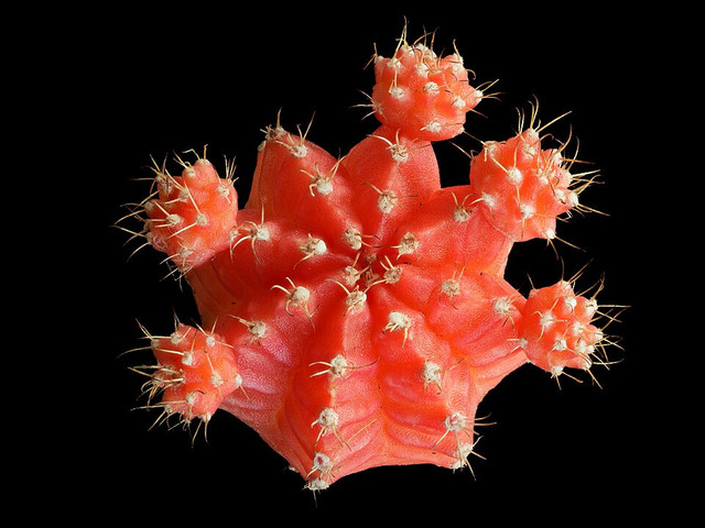 Contoh tumbuhan xerofit. Foto: Wikimedia Commons