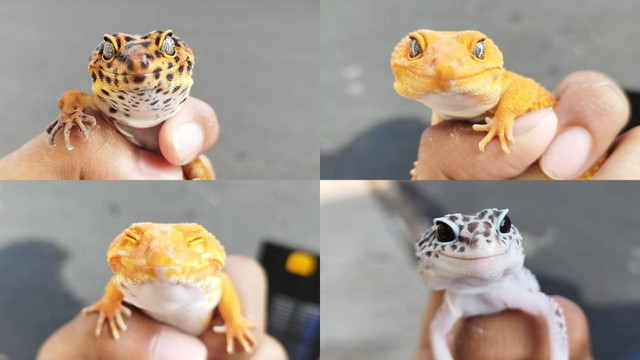 Gambar Leopard Gecko. Sumber: Dokumentasi Pribadi.