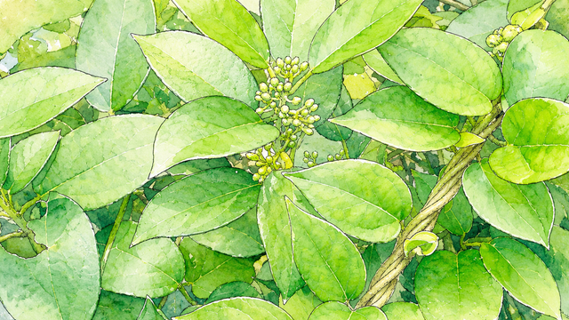 Ilustrasi tanaman penekan rasa manis gymnema sylvestre daun herbal diabetes.Photo by GPT AI