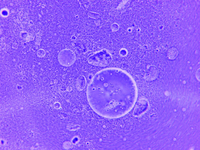Ilustrasi organel sel hewan. Foto: Pexels