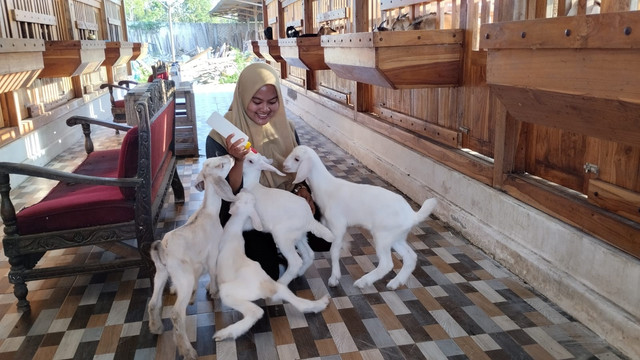 Mila Arlinda (28 tahun), perempuan alumni Fakultas Peternakan UGM yang sukses jadi peternak kambing dan domba di Tuban. Bermula dari lima ekor kini omzet Mila mencapai ratusan juta rupiah per bulan. Foto: Dok. Fakultas Peternakan UGM