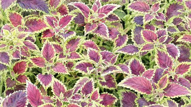 Ilustrasi forskolin riset sel coleus forskohlii tanaman mint India laboratorium cAMP.Photo by GPT AI
