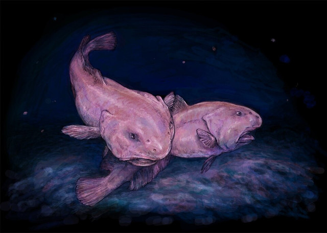 Ilustrasi Bobfish. Foto: commons.wikimedia.org