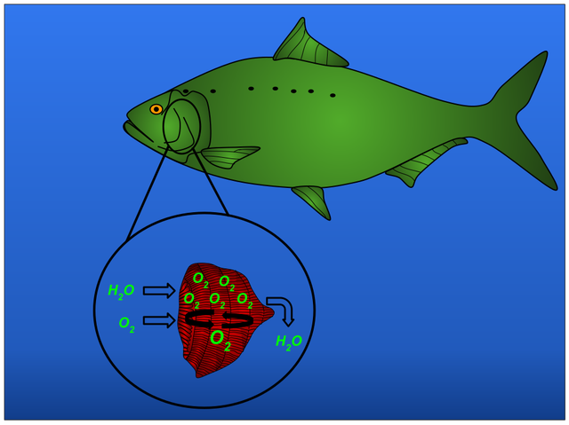 Ilustrasi Pernapasan hewan. Foto: commons.wikimedia.org