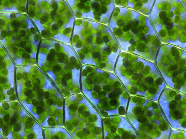 Ilustrasi sel dalam fotosintesis. Foto: commons.wikimedia.org