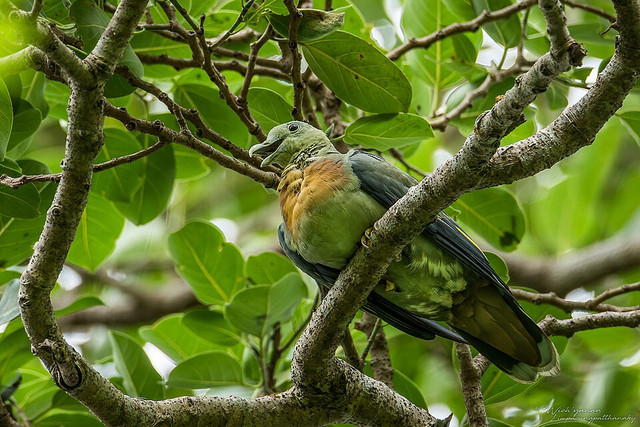 Ilustrasi Burung punai. Foto: commons.wikimedia.org
