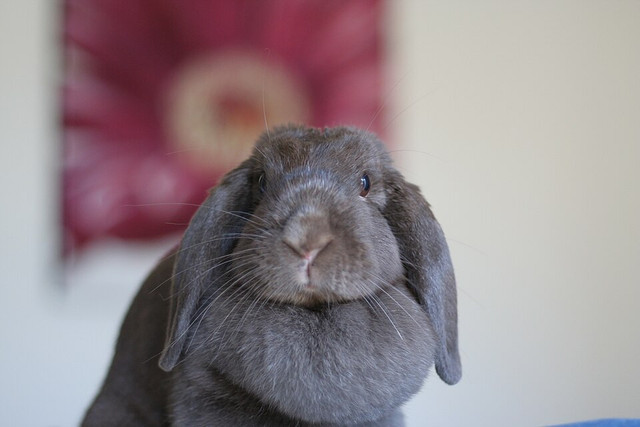 Ilustrasi Kelinci Holland Lop. Foto: commons.wikimedia.org
