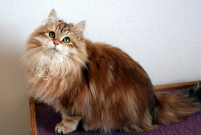 Ilustrasi Kucing siberia. Foto: commons.wikimedia.org