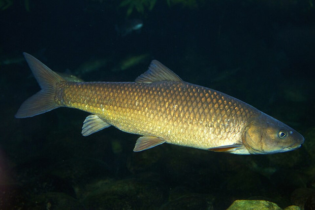 Ilustrasi Ikan Kancra. Foto: commons.wikimedia.org