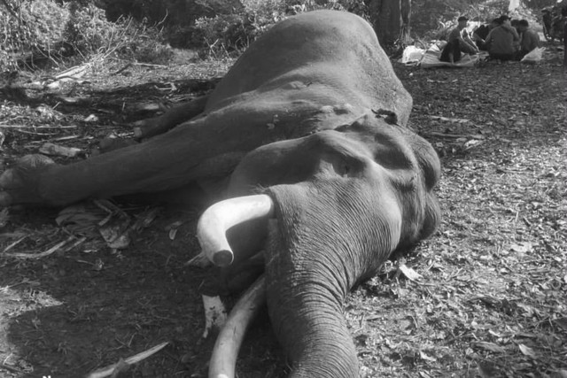 Gajah Sumatera bernama Indro mati. Foto: Instagram/@herryheryawan