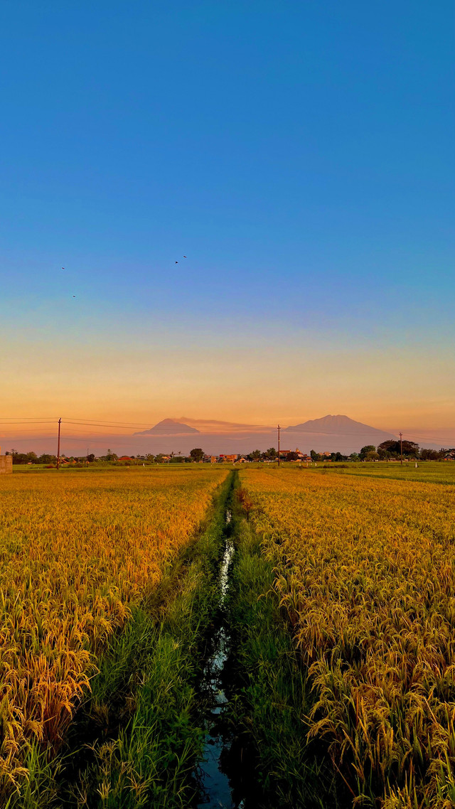 Menjadi petani muda bukan lagi soal gengsi, melainkan aksi nyata. Foto: Dok. Pribadi