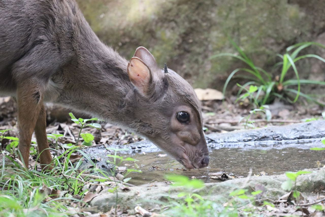 Ilustrasi Tragulus javanicus. Foto: Pexels