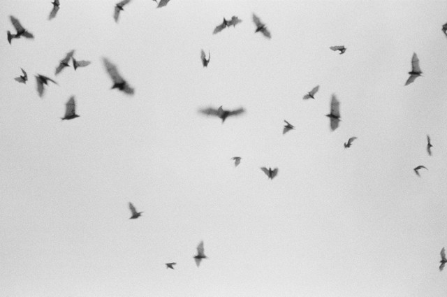 Ilustrasi Taphozous achates. Foto: Pexels