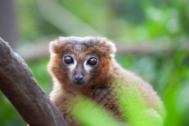 Ilustrasi Strigocuscus celebensis. Foto: Pexels