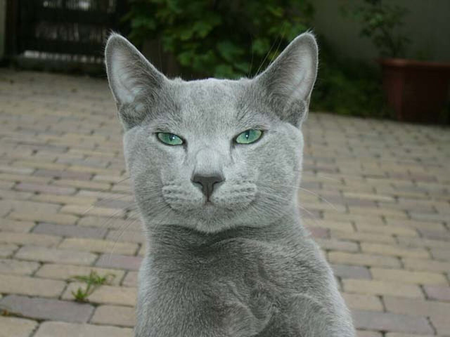 Ilustrasi Kucing russian blue. Foto: commons.wikimedia.org
