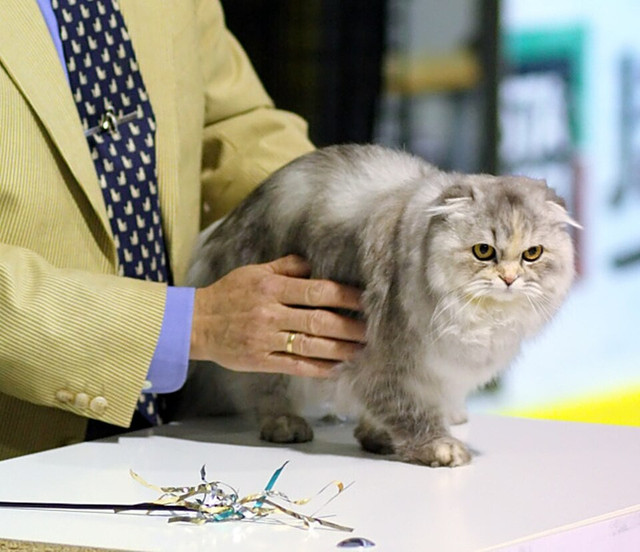 Kucing Scottish Straight. Foto: Wikimedia Commons