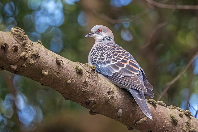 Ilustrasi Burung tekukur. Foto: commons.wikimedia.org