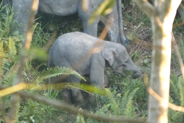 Bayi Gajah Sumatera terjerat diduga perangkap perambah di Jambi . Foto: BKSDA Jambi
