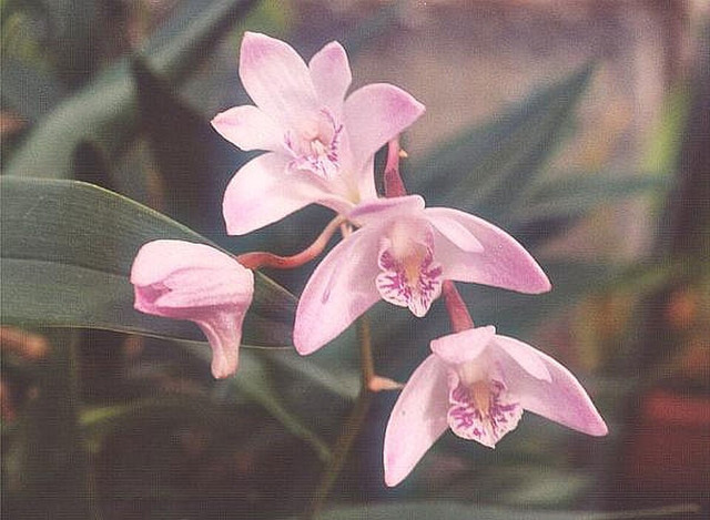 Anggrek Dendrobium. Foto: Wikimedia Commons